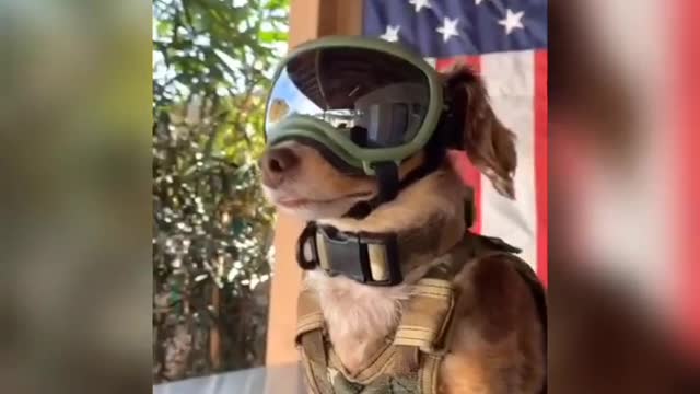 DOG funny training video ☺️😂