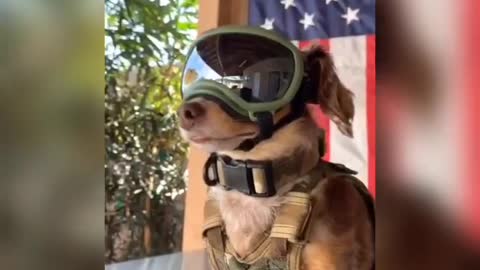 DOG funny training video ☺️😂