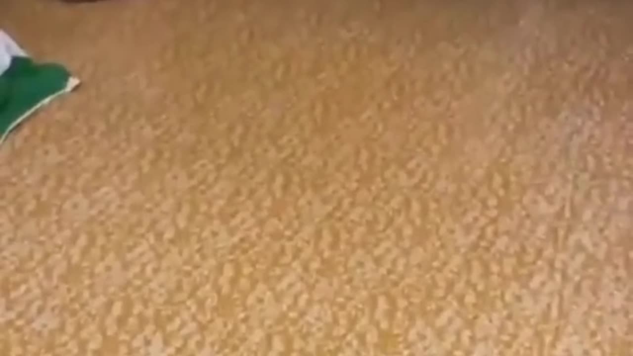Funny animal video
