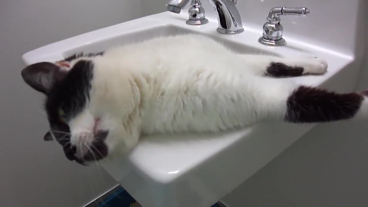 Cutest cat ever plays in the sink