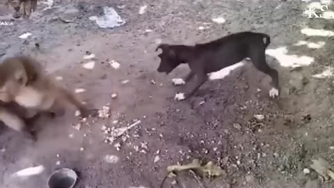 Try not to laugh