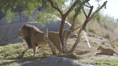 Lion Cubs Meet Dad for the First Time