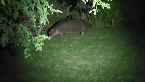 Hilda the hippo in the backyard of a resident in Adelaide