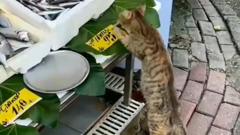 Funny Cat Videos