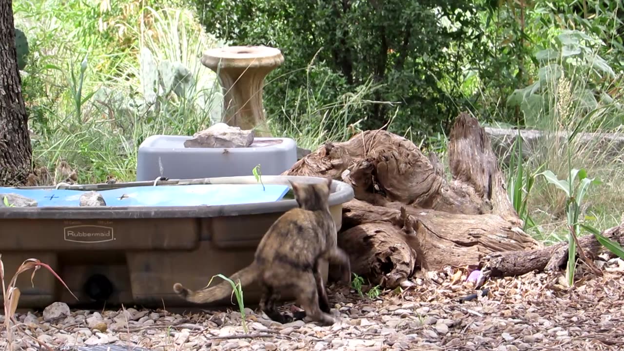 A Feral Cat Goes Fishing