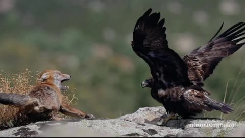 Eagle fight