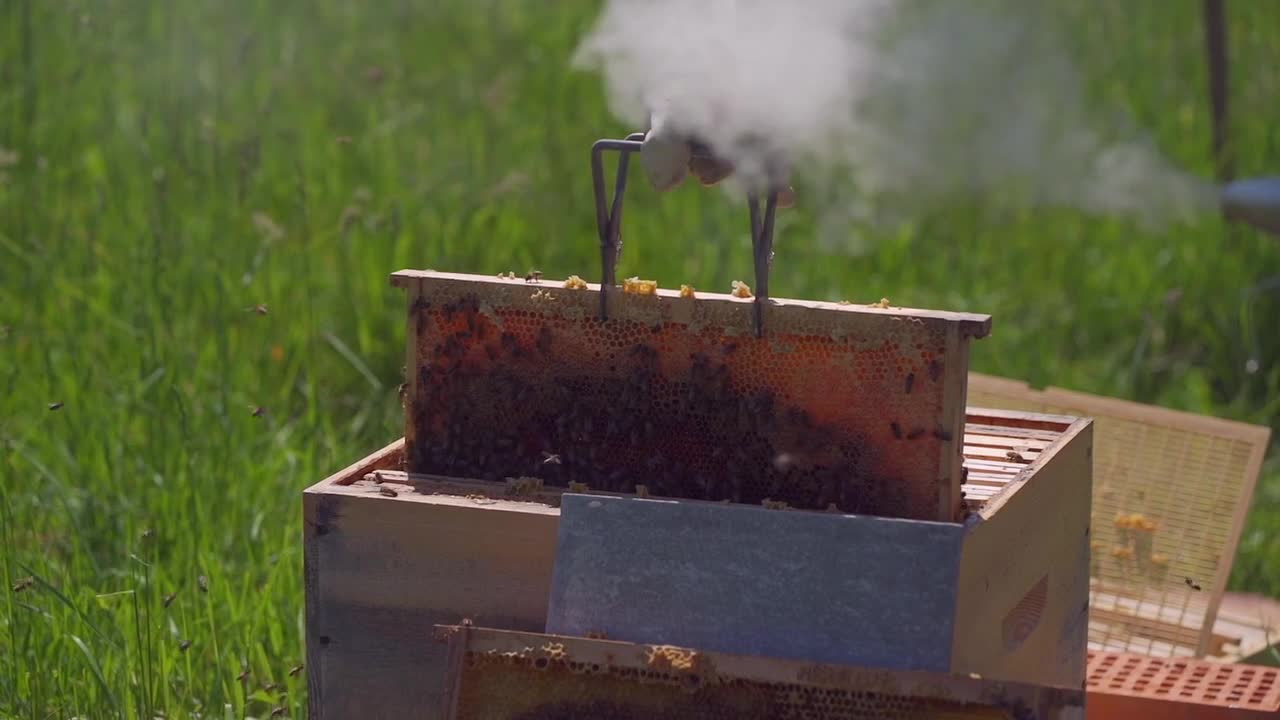 Bee Honey Insect Beehive Nature Hive Close Up