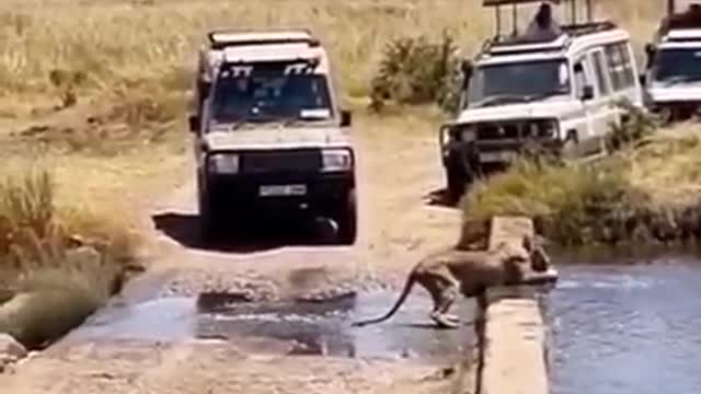 Lion chasing a deer in water.