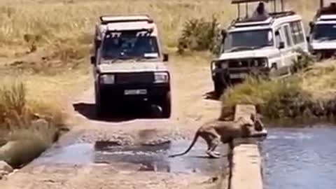 Lion chasing a deer in water.