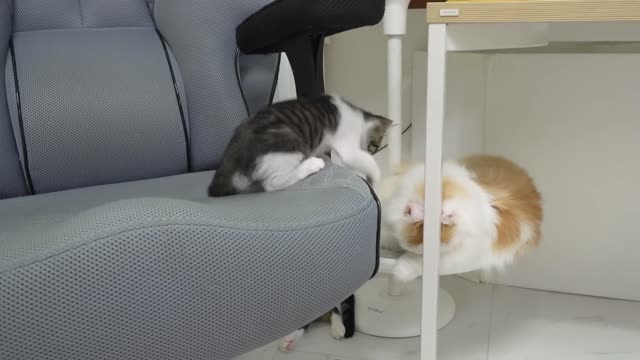 The Rescued Kitten Wants to Be Friends with the Big Cat │ Episode.33