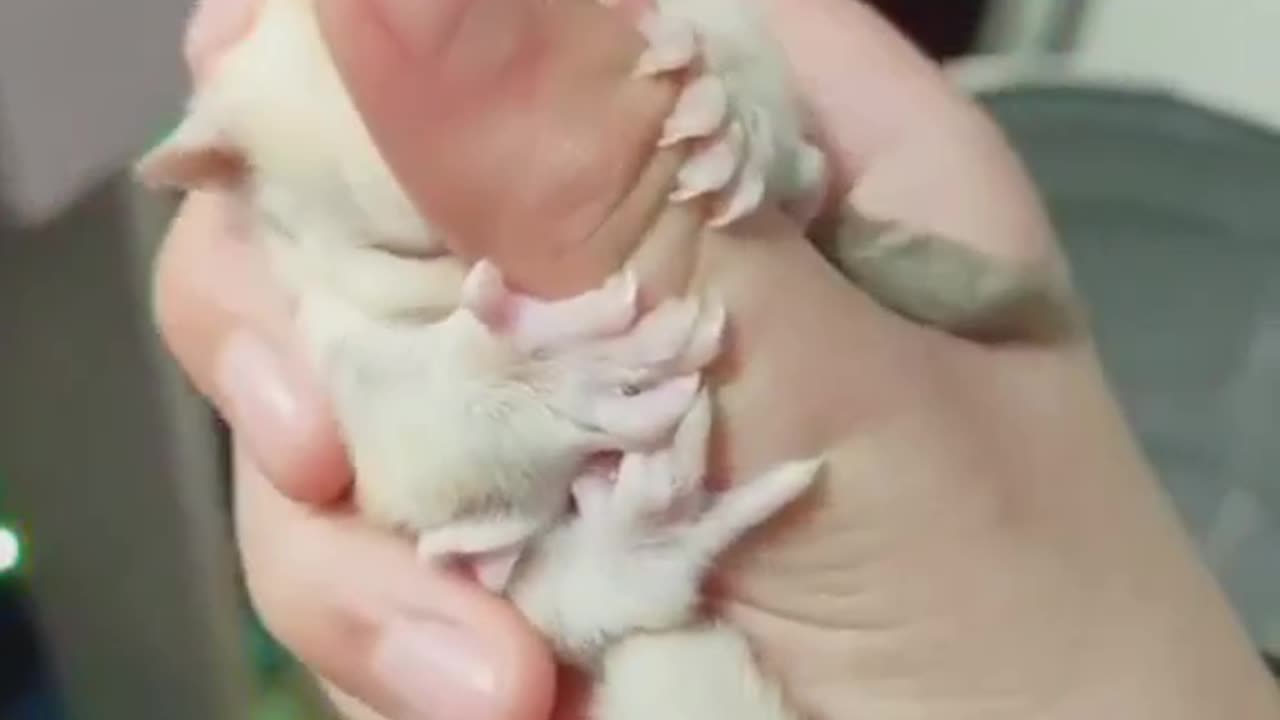 Do You Like Sugar Gliders #shorts #shortsvideo #video #viral