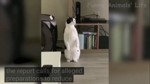 Dogs and Cats, Baby Pets Funny Videos