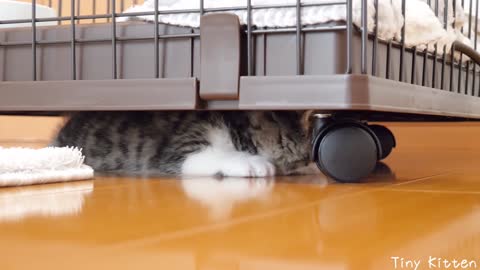 Kitten Coco loves under the cage