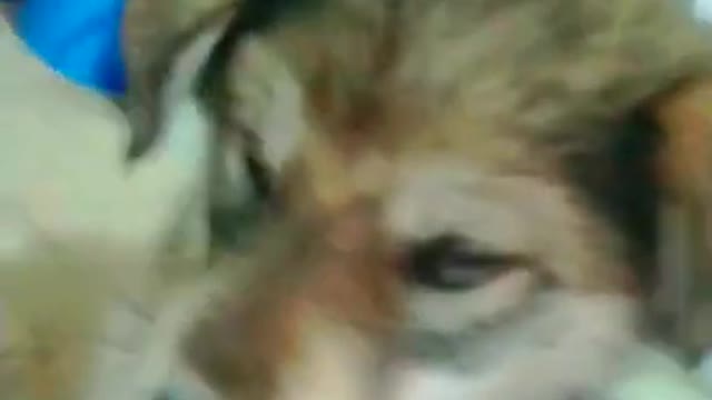 Lovely and funny animals Lovely dog