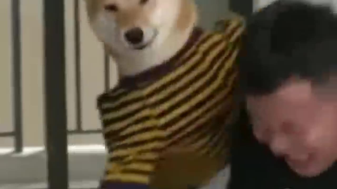 Animal funny video | #shorts #funnyvideo #dog #creativemosho