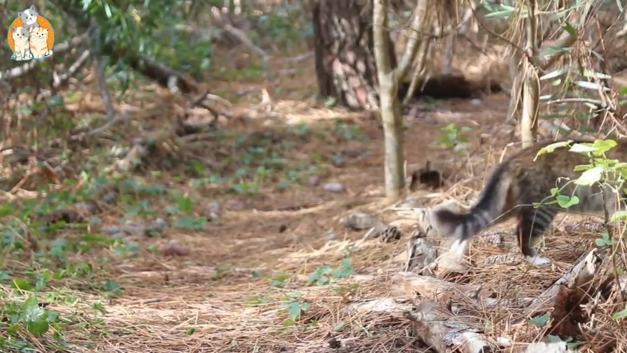 Purr-fectly Adorable: Cute Kittens Compilation