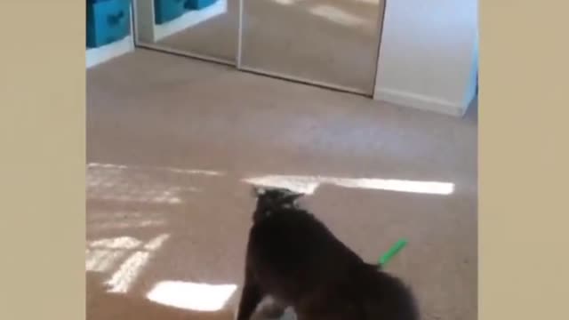 The Cat and his reflection in the mirror