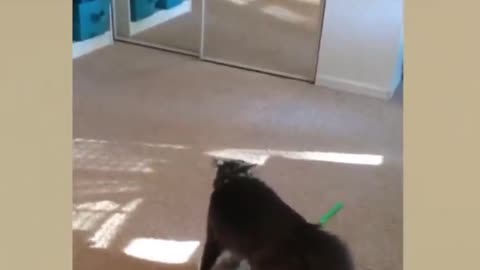 The Cat and his reflection in the mirror