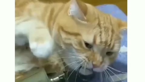 Cat playing with bomb😱🫨