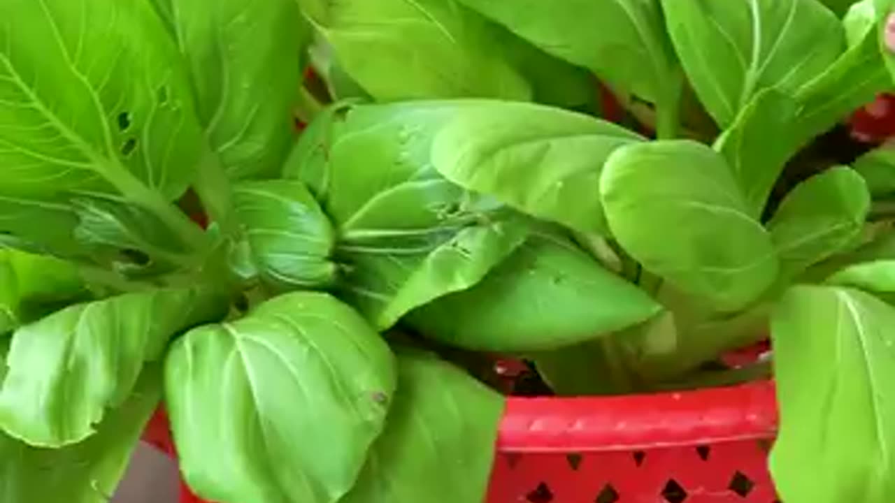 "Secrets to Growing Enormous Cabbage in Plastic Bottles Revealed!"