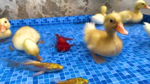 Surprise eggs contain So cute ducklings, koi fish, crabs, catfish, Freshwater shark, goldfish, eel