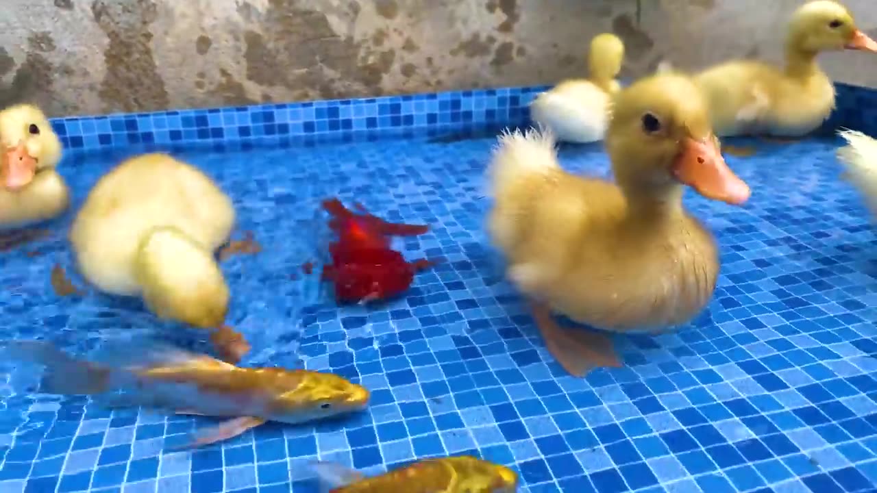 Surprise eggs contain So cute ducklings, koi fish, crabs, catfish, Freshwater shark, goldfish, eel