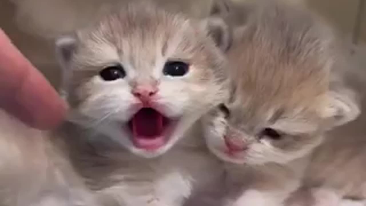 Amazing cat 🐈 trending video