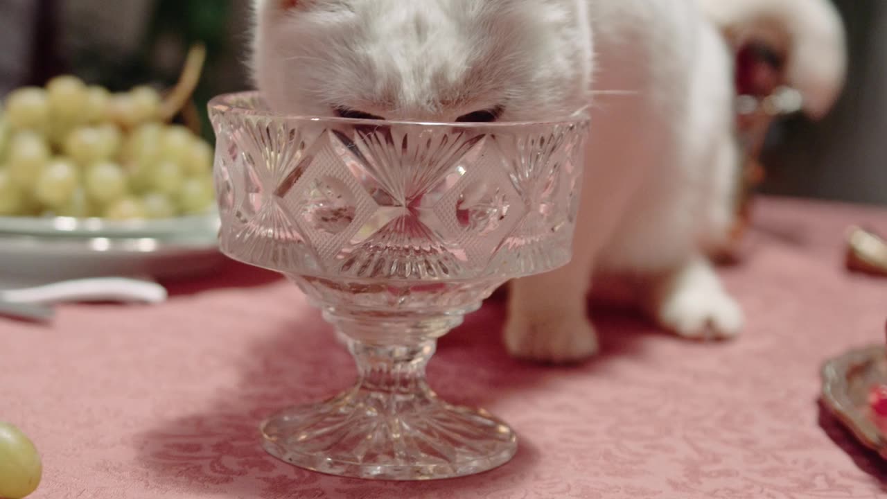 FunnY Cat