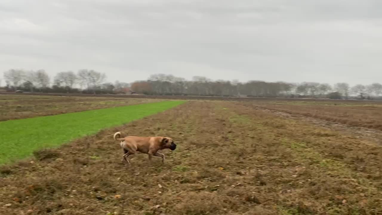 Boerboel Holland