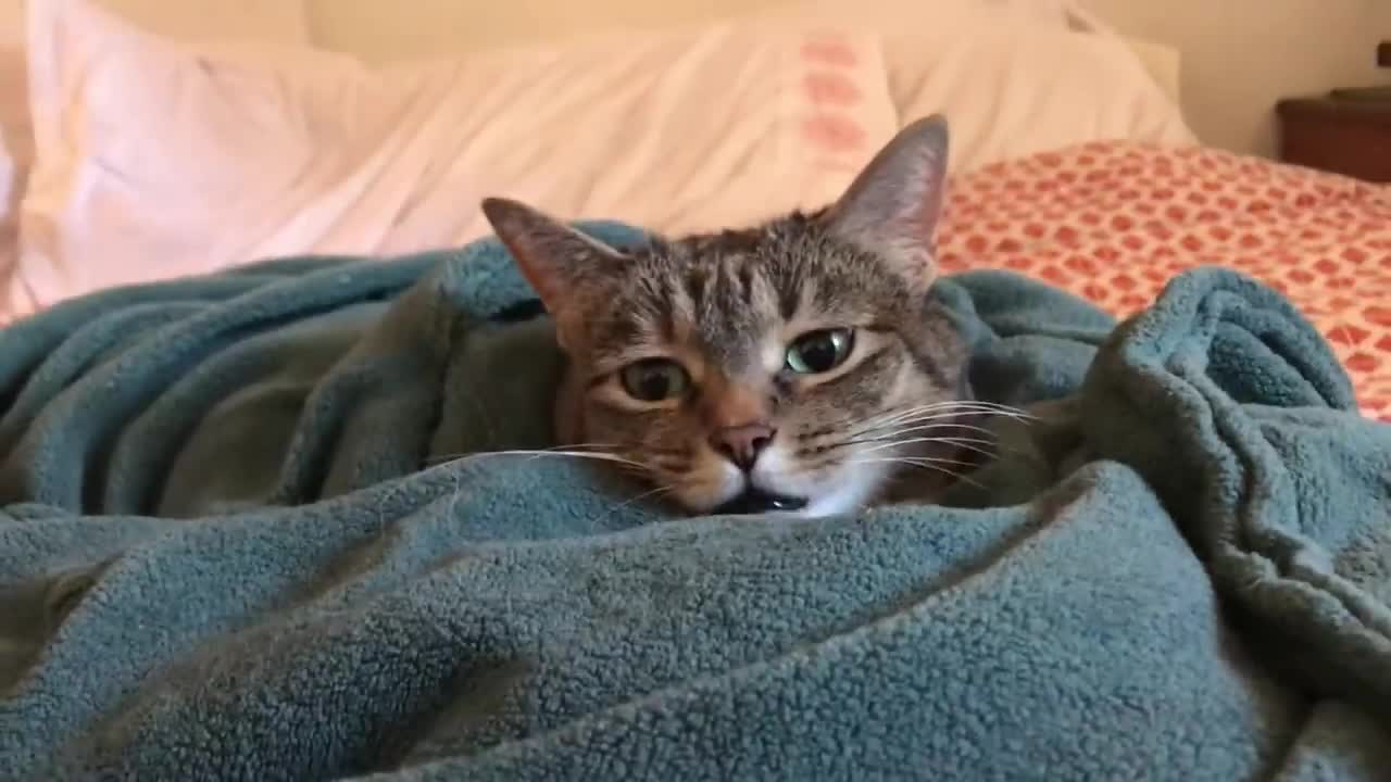 Cat in a Heated Blanket