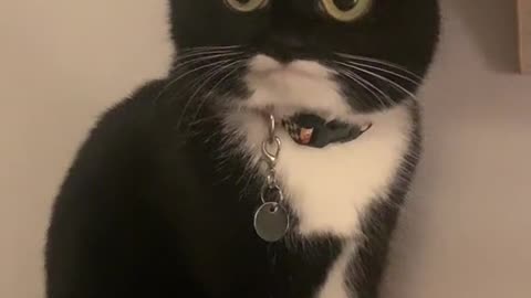 CUTE CAT EYES