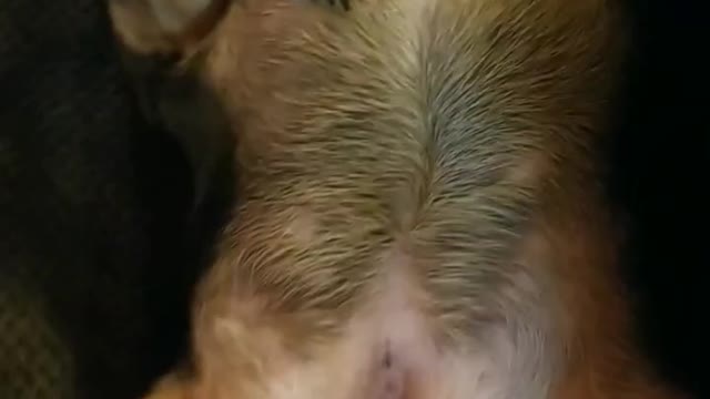 Batdog one