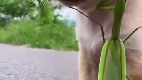 The most cute and funny videos ever recorded 😍😍😍😍😍