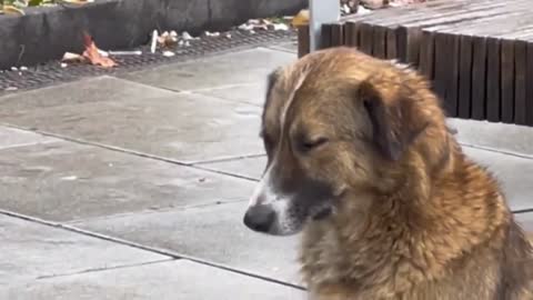 Unbelievable, Look at his face! Stray dog feels the music