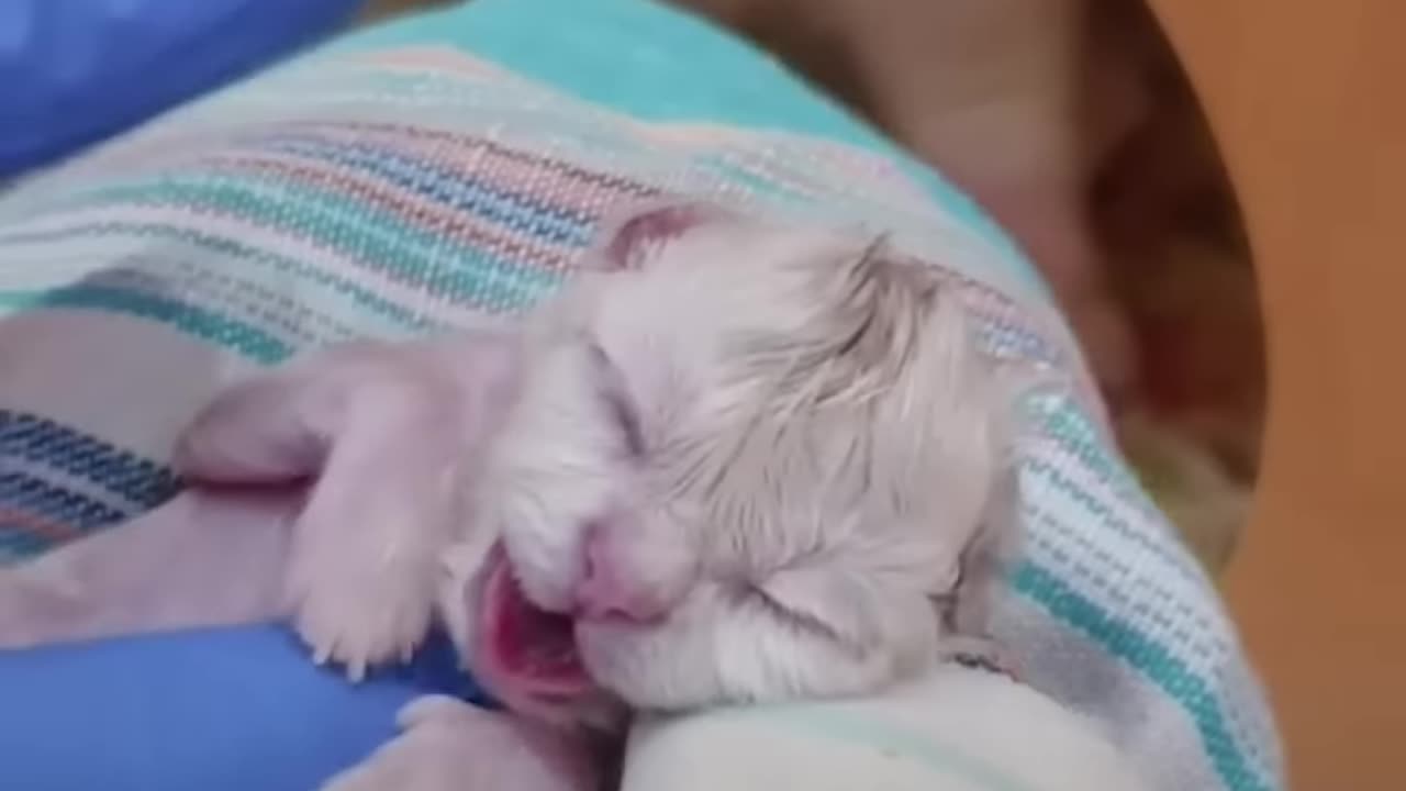 Cat Raised from the Dead After Being Born Dead