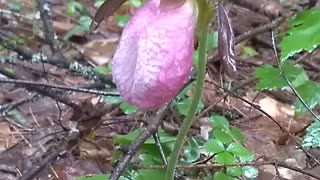 Lady's Slipper