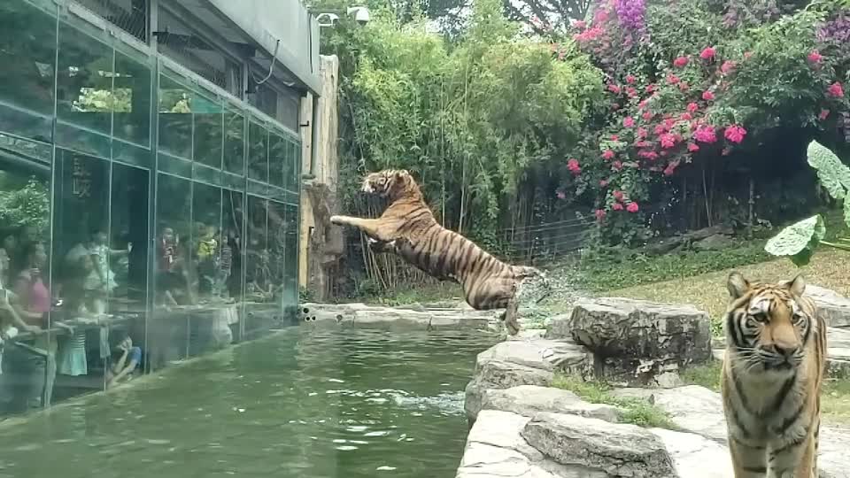 A tiger's prey