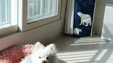 dazzling puppy
