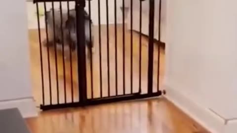 Cute Pets Doing Funny Things Will Make Your Day