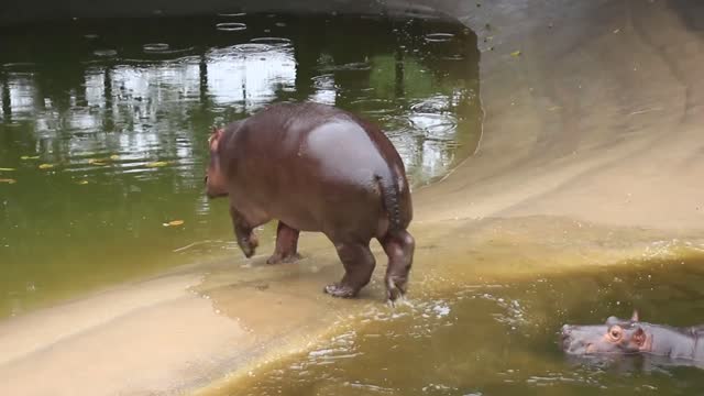 A hippopotamus