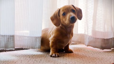 First time for my beatiful dog on camera
