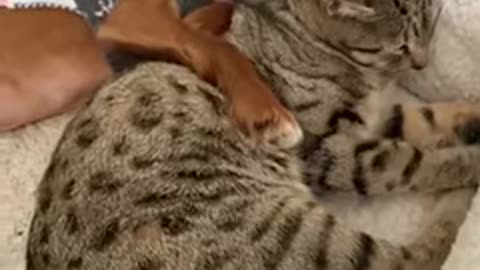 Unbelievable___ Funny Dog Videos Try Not To Laugh kkk