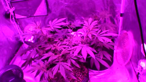 Batch # 6 of daddies growth journal