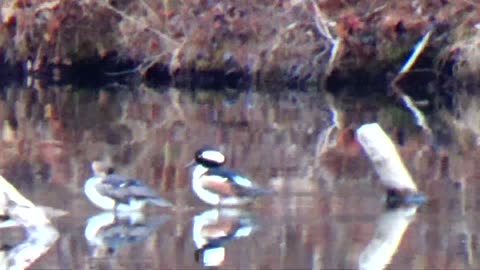 Mergansers