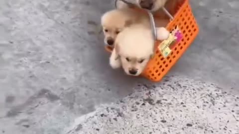 Mother taking care of her little puppies-extremely cute😍