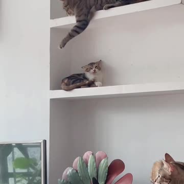 Naughty Cat 😸 funny video |funny animal videos|try not to laugh