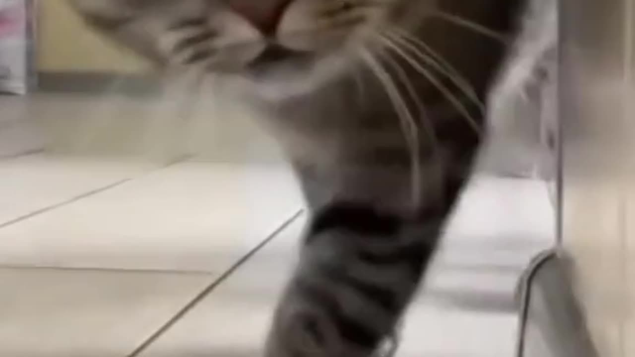 Funny animals video - cats and dog