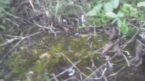 FORGOTTEN PETROGLYPH near Tilapia pond and house