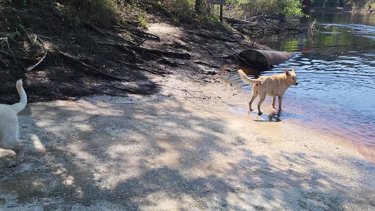 River dogs