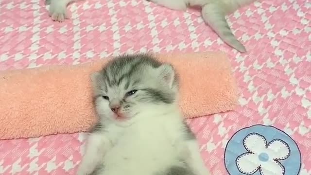 OMG So Cute Cats ♥ Best Funny Cat ❤️🐈Videos 2021 #shorts